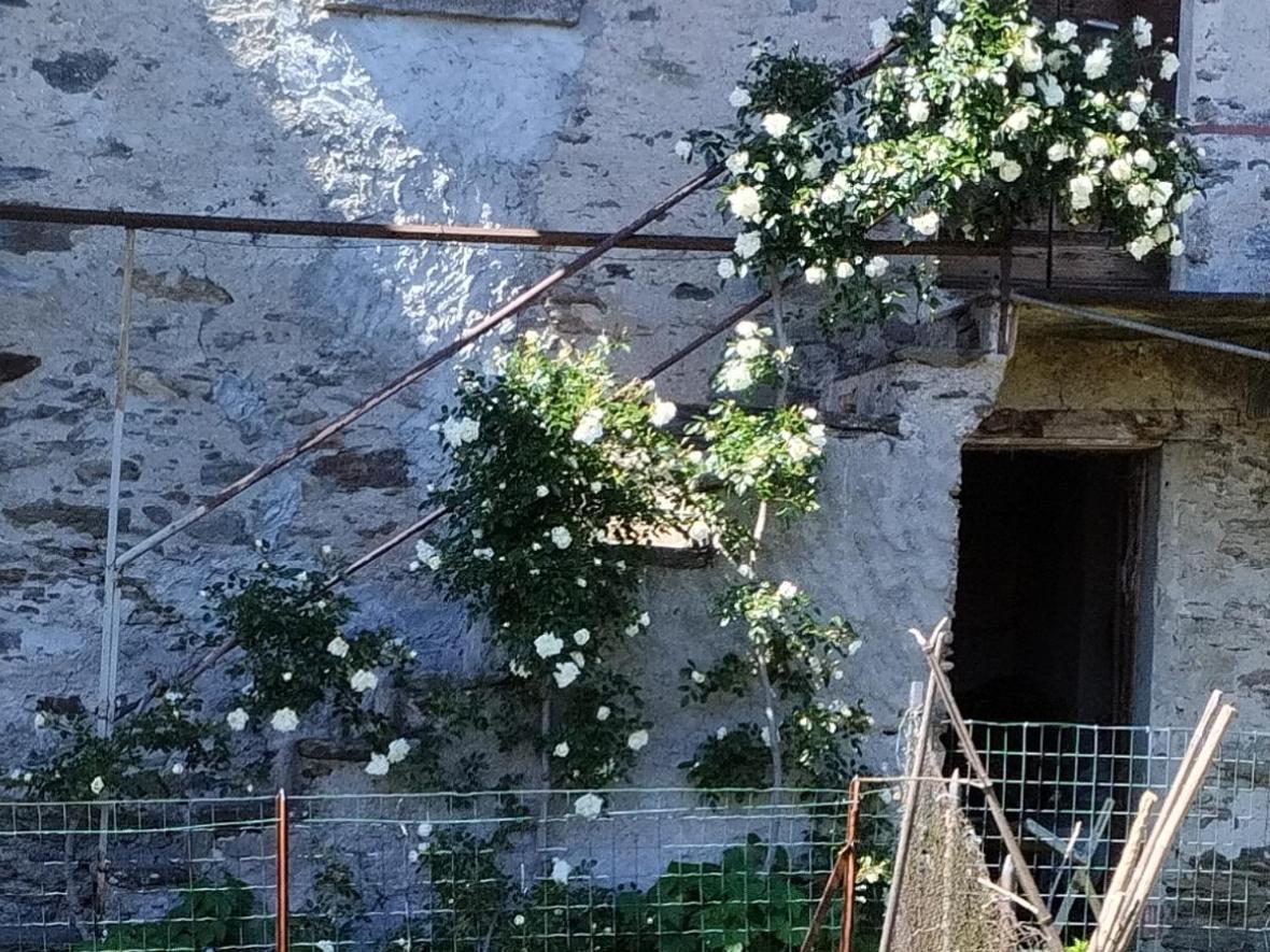 Il Forno *